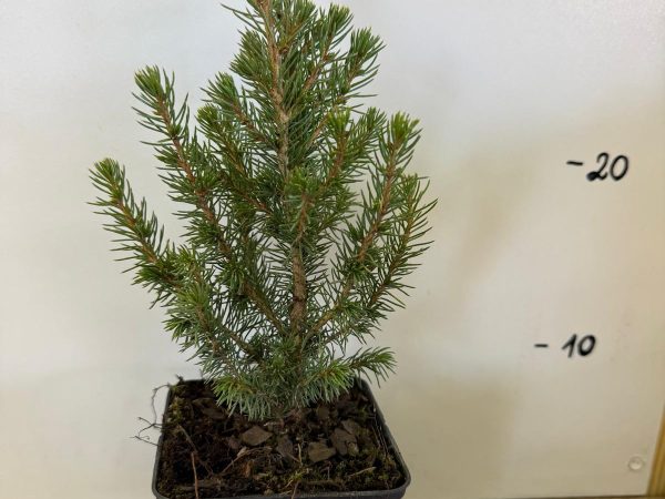 Świerk biały stożkowy picea glauca conica