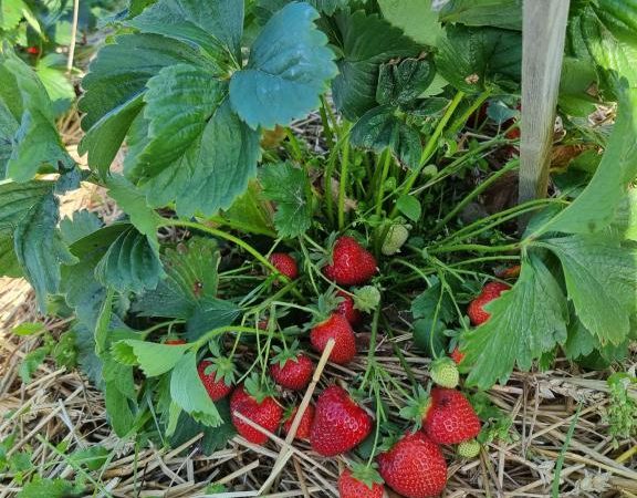 Truskawka Wilga wielopak 10 sztuk