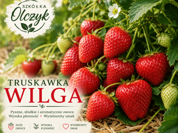 Truskawka Wilga wielopak 10 sztuk