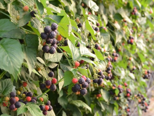 Malina Czarna Selena owocująca na tegorocznych pędach