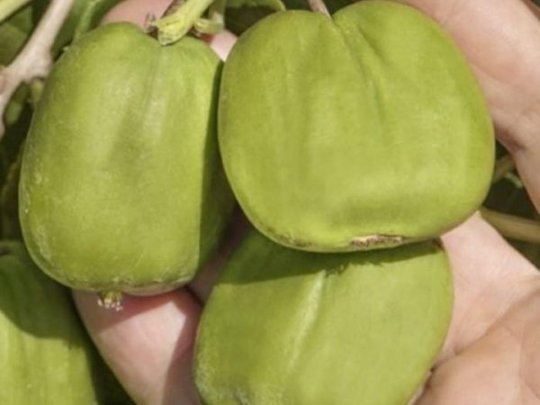 Mini Kiwi 'Giant' – silnie rosnąca i wyjątkowo plenna odmiana
