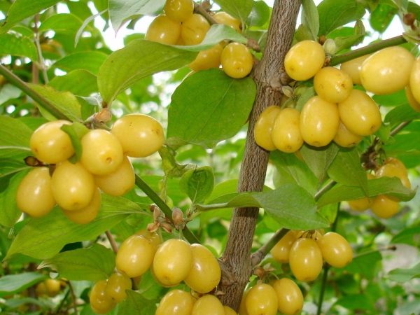 Dereń Jadalny Golden Glory – wyjątkowa odmiana o dekoracyjnym pokroju i smacznych owocach