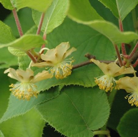 Mini Kiwi 'Tomuri' – sadzonka (zapylacz męski)