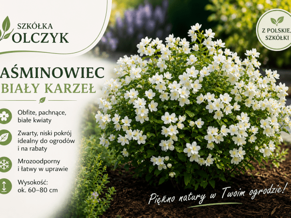 Jaśminowiec karłowy biały – Philadelphus coronarius 'Biały Karzeł'