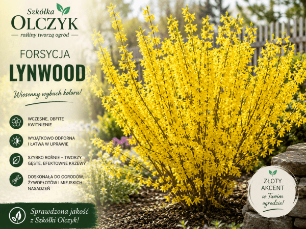 Forsycja pośrednia 'Lynwood'