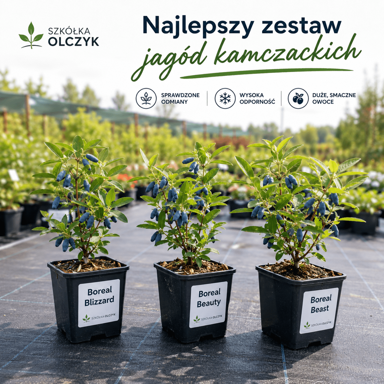 Najlepszy zestaw Boreal Blizzard,Beauty i Beast Klasyk