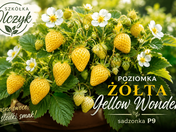 Poziomka ŻÓŁTA Yellow Wonder BEZROZŁOGOWA słodka P9