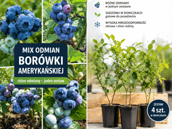 Jagoda Kamczacka MIX odmian 3letnie sadzonki 4szt.