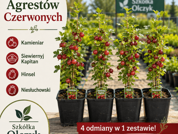 Zestaw agrestów czerwonych 4szt super cena