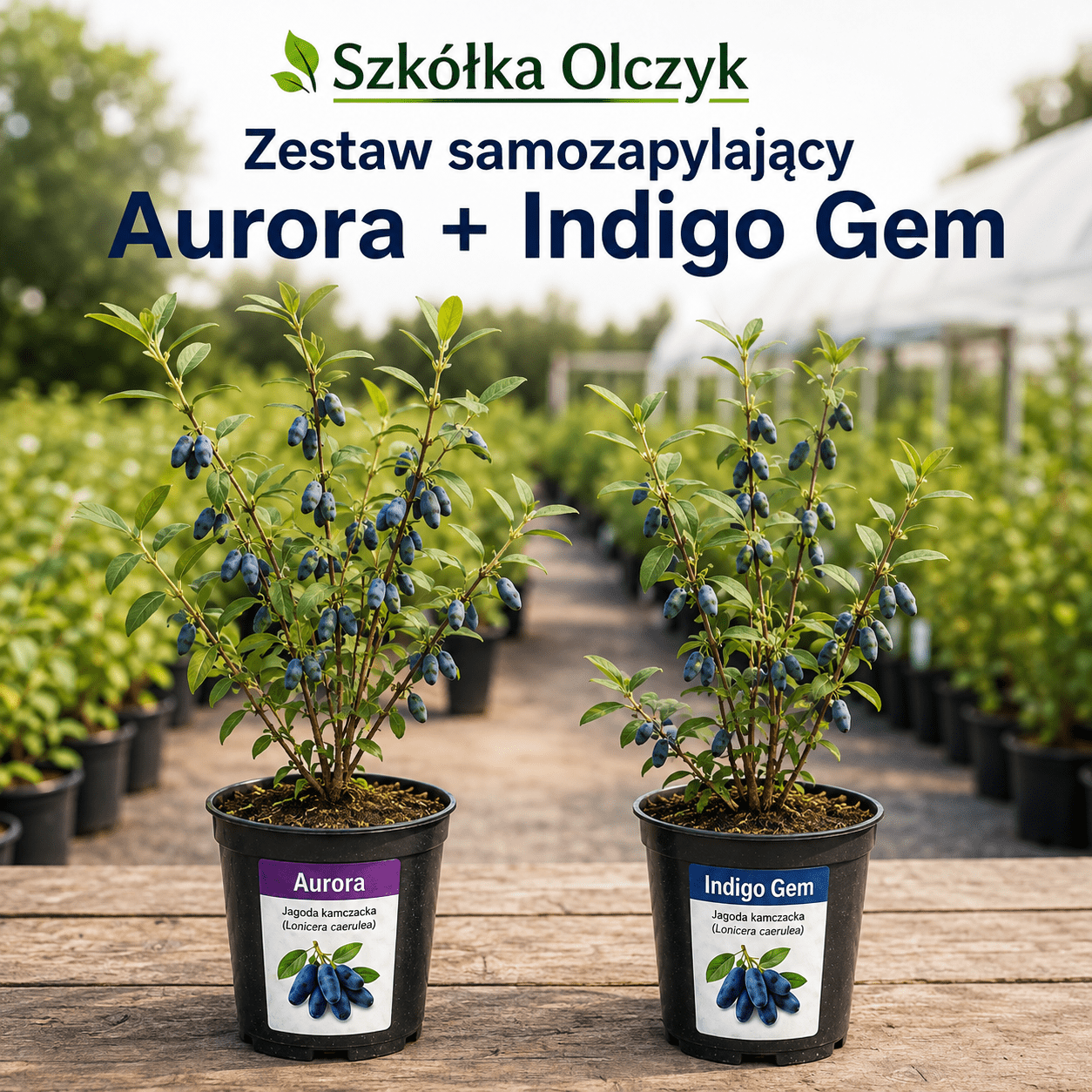 JAGODA KAMCZACKA AURORA + INDIGO GEM – ZESTAW 2 ODMIAN WZAJEMNIE ZAPYLAJĄCYCH