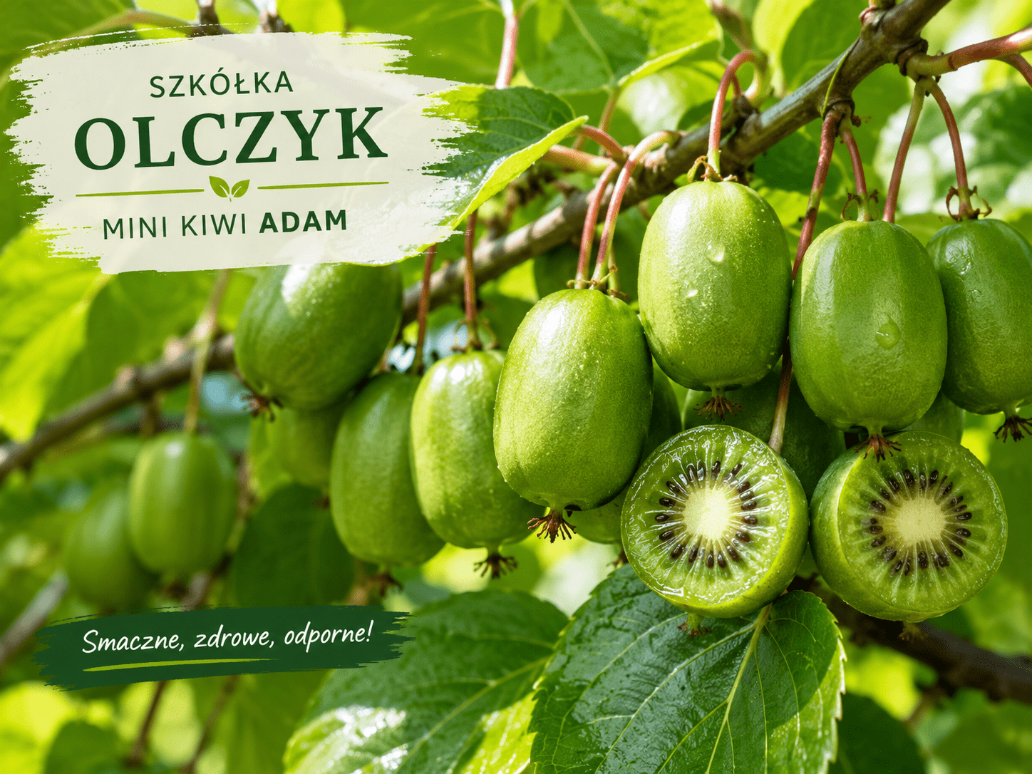 MINI KIWI DUET IDEALNY – Sentyabraskaya + Adam – KOMPLET DO OWOCOWANIA - obrazek 3