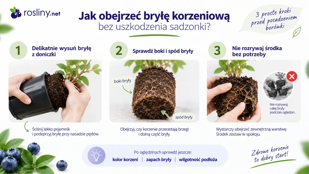 Infografika: jak ocenić bryłę korzeniową bez uszkadzania sadzonki